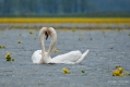 062_Biebrza - kwiecien 2011